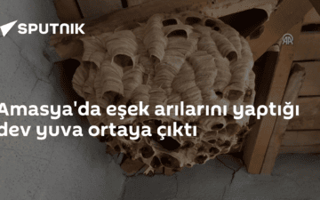 Eşek arı yuvası