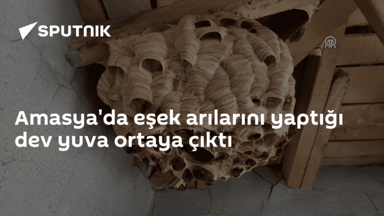 Eşek arı yuvası