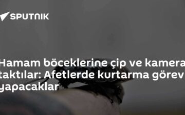 hamam böcekleri