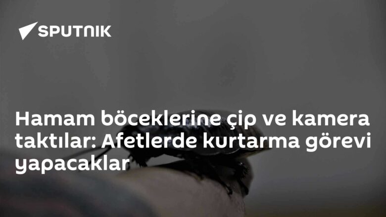 hamam böcekleri