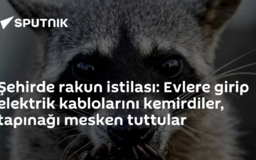 rakun