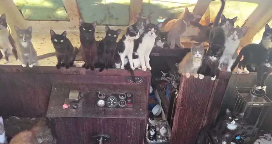 kedi kurtarma