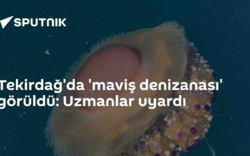 maviş denizanası