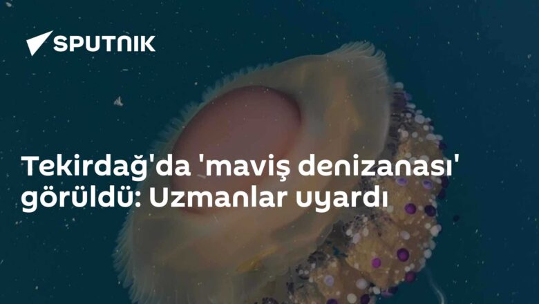 maviş denizanası
