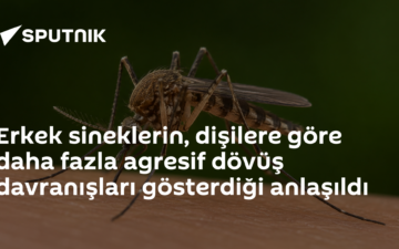 agresif davranış