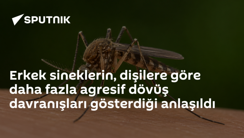 agresif davranış