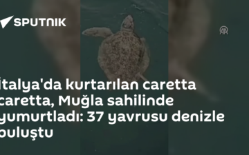 caretta caretta