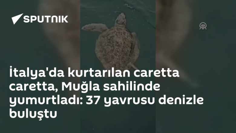 caretta caretta